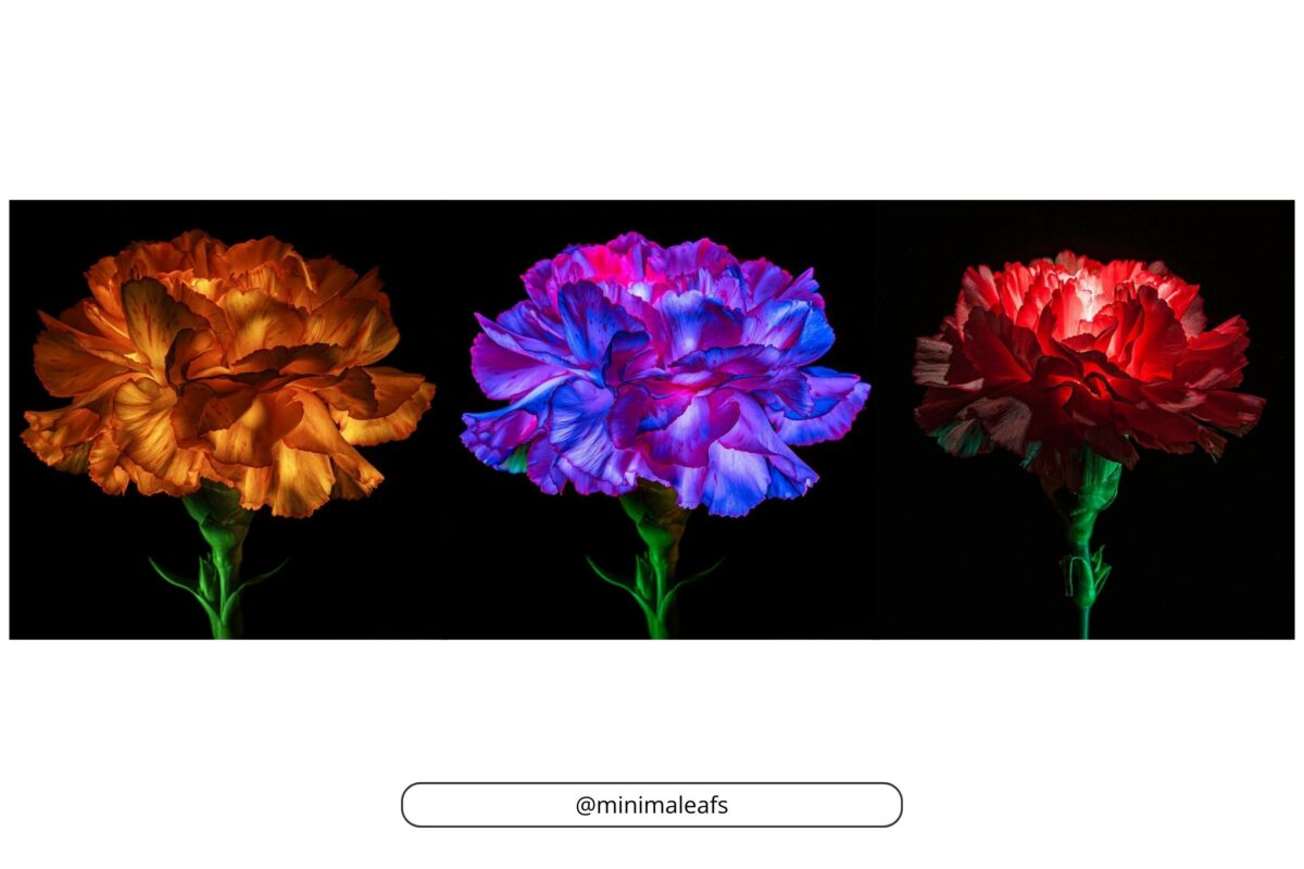 Captivating 3D Carnations - A Screenshot Showcasing Why Photography Is An Art.
