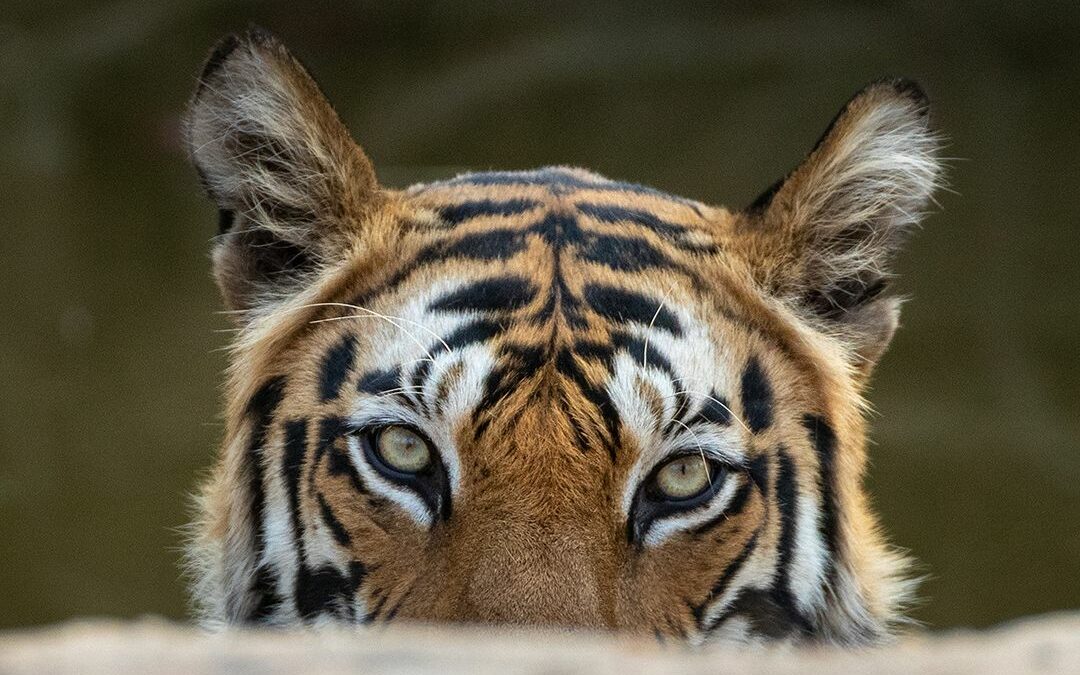 A Tiger Impatiently Peeking Out From Behind A Rock While I Adjust The Shutter Speed In Photography To Capture Its Majesty.