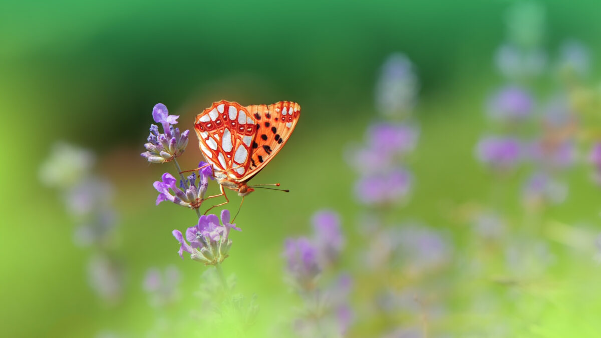 A Butterfly Is Sitting On A Purple Flower, Captured Using Different Metering Modes.