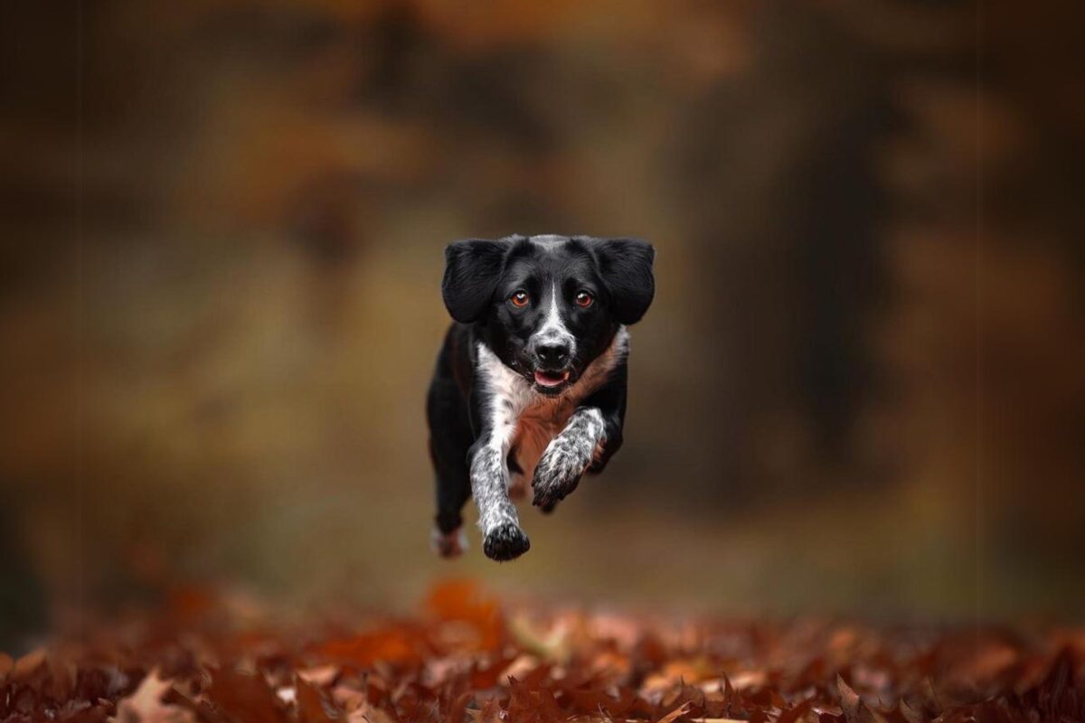 A Black And White Dog Gracefully Darts Through The Leaves In A Stunning Composition For Photography.